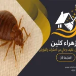 مكافحة بق الفراش بالأحساء
