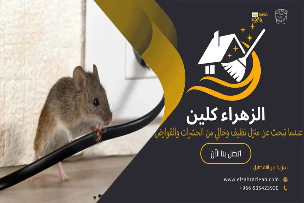 مكافحة القوارض بالأحساء