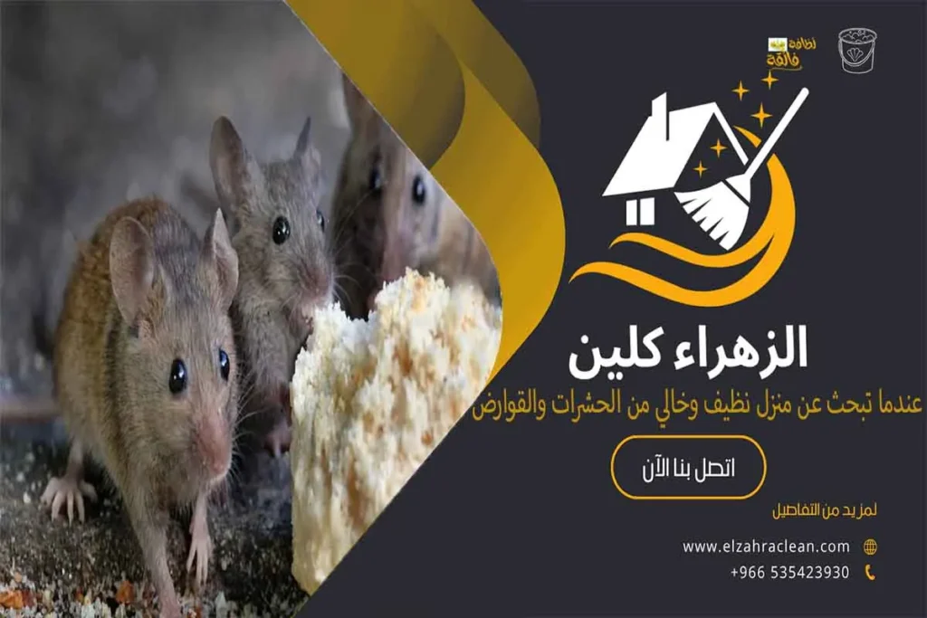 مكافحة القوارض بالأحساء