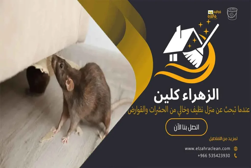 مكافحة القوارض بالأحساء