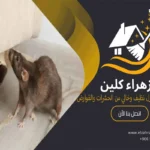 مكافحة القوارض بالأحساء